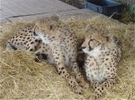 Spier Cheetah Project